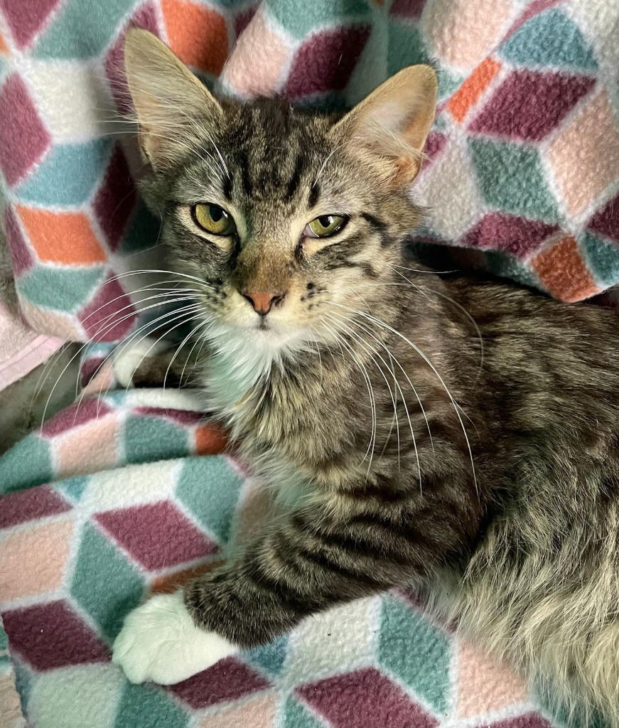 Frank, an adoptable Domestic Long Hair in Emmett, ID, 83617 | Photo Image 3