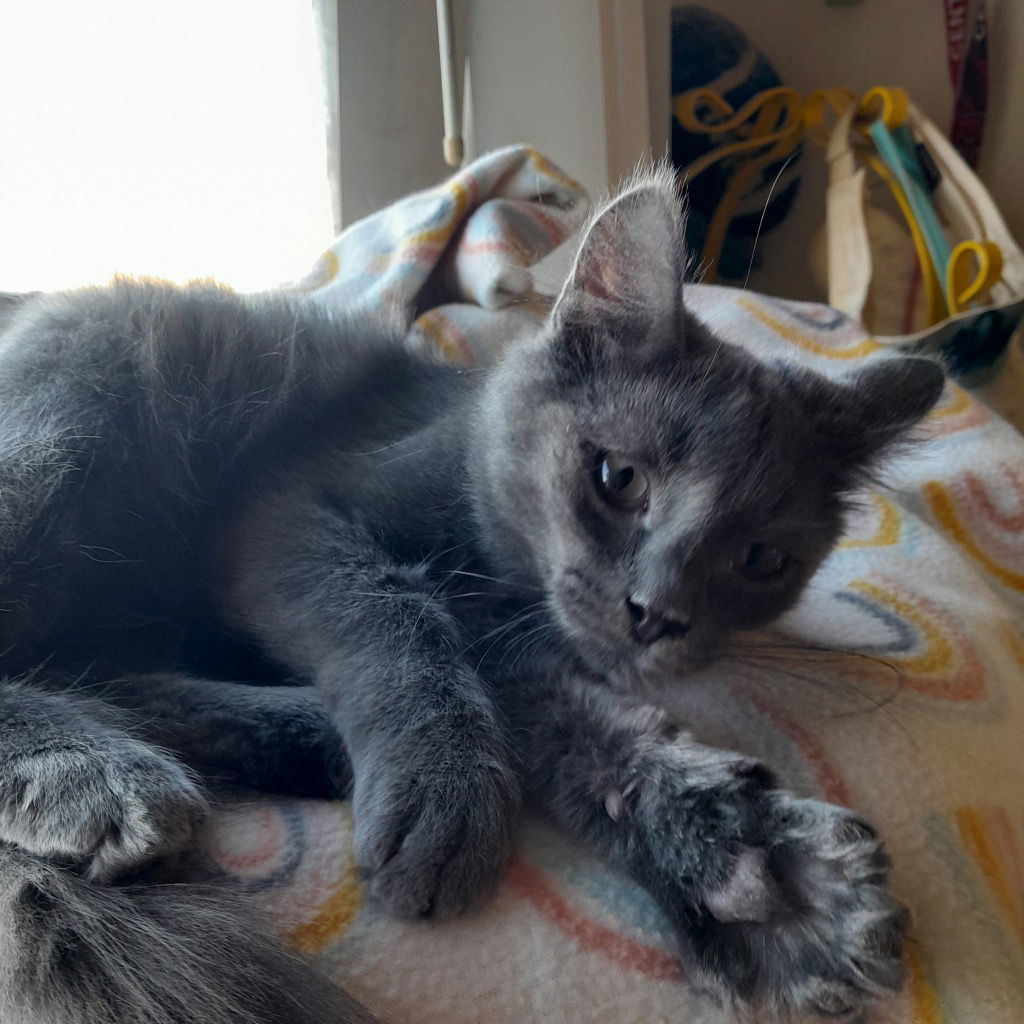 Captain, an adoptable Domestic Long Hair in Emmett, ID, 83617 | Photo Image 1