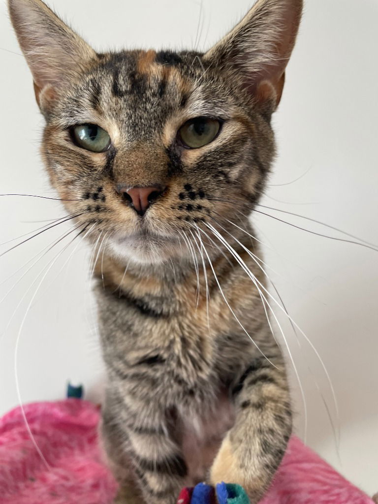 Lemon, an adoptable Domestic Short Hair in Emmett, ID, 83617 | Photo Image 1