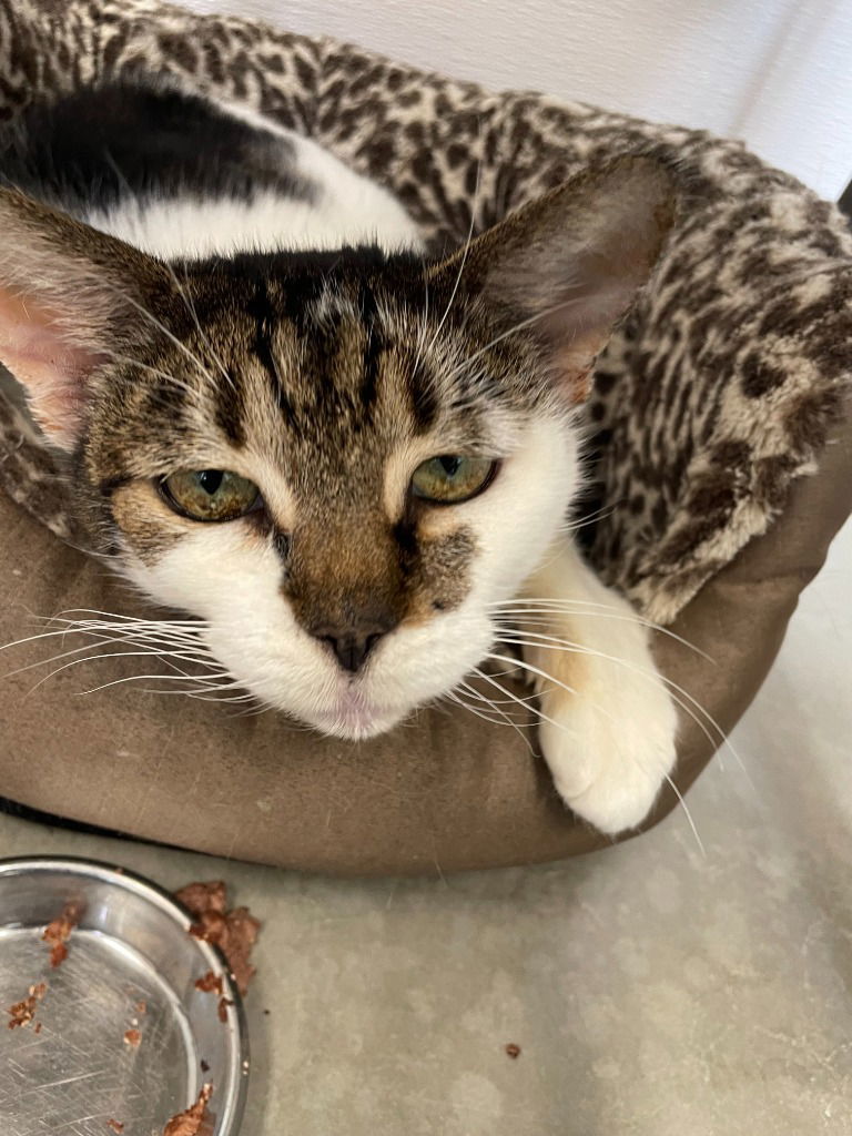 Bunny, an adoptable Domestic Short Hair in Emmett, ID, 83617 | Photo Image 1
