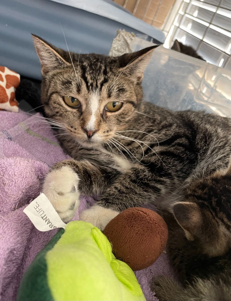 Eleanor - In Foster, an adoptable Domestic Short Hair in Emmett, ID, 83617 | Photo Image 1