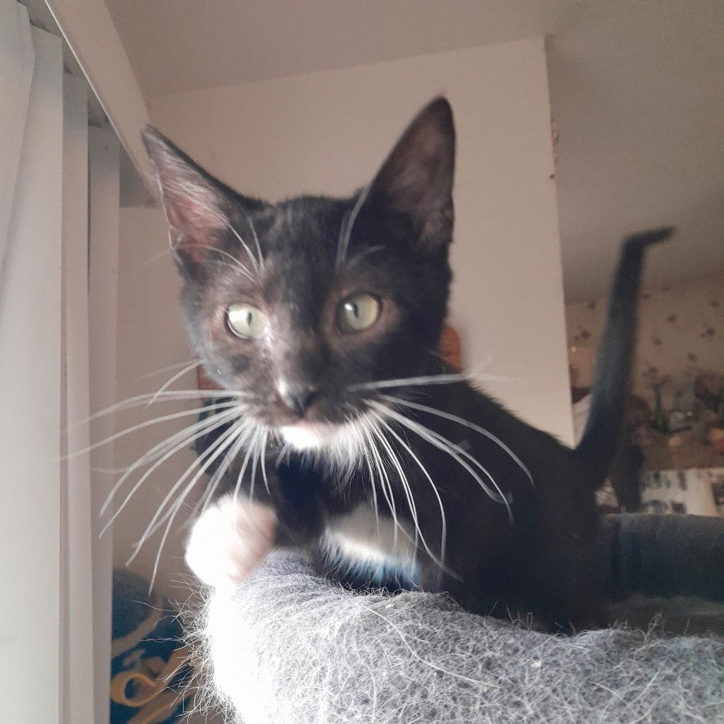 Poppy, an adoptable Domestic Short Hair in Emmett, ID, 83617 | Photo Image 1