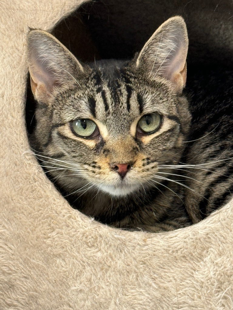 Rhubarb, an adoptable Domestic Short Hair in Emmett, ID, 83617 | Photo Image 1