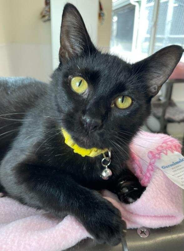 Hickory - In Foster, an adoptable Domestic Short Hair in Emmett, ID, 83617 | Photo Image 1