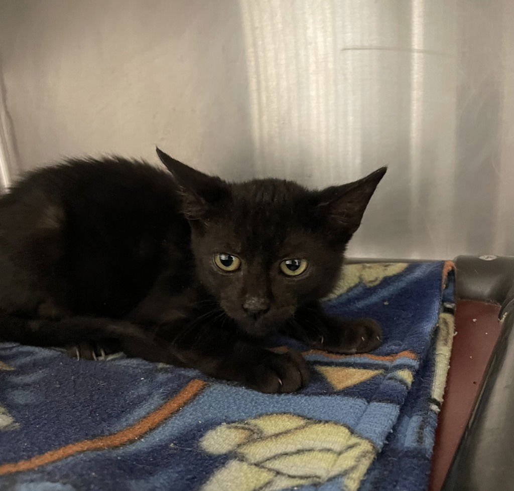 Cinder - In Foster, an adoptable Domestic Short Hair in Emmett, ID, 83617 | Photo Image 1