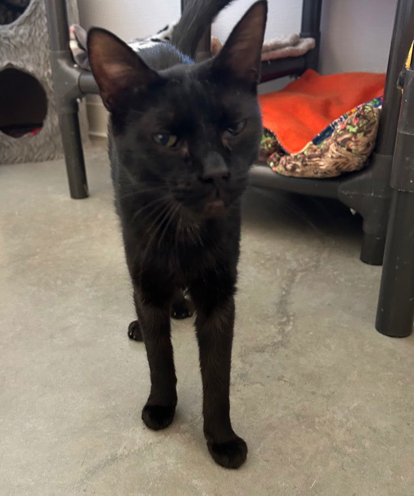 Cinder, an adoptable Domestic Short Hair in Emmett, ID, 83617 | Photo Image 1
