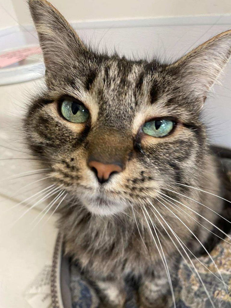 Jasmine, an adoptable Domestic Long Hair in Emmett, ID, 83617 | Photo Image 1