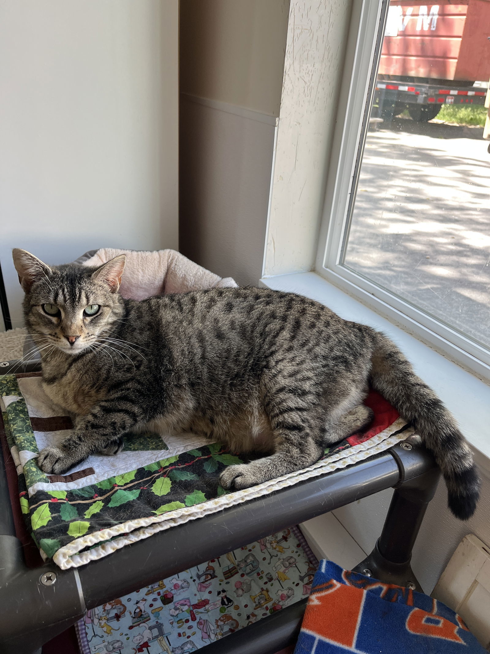 Valentina aka Tina, an adoptable Domestic Short Hair in Emmett, ID, 83617 | Photo Image 1