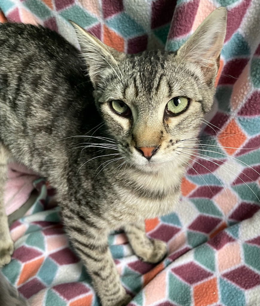 Valentina aka Tina, an adoptable Domestic Short Hair in Emmett, ID, 83617 | Photo Image 2