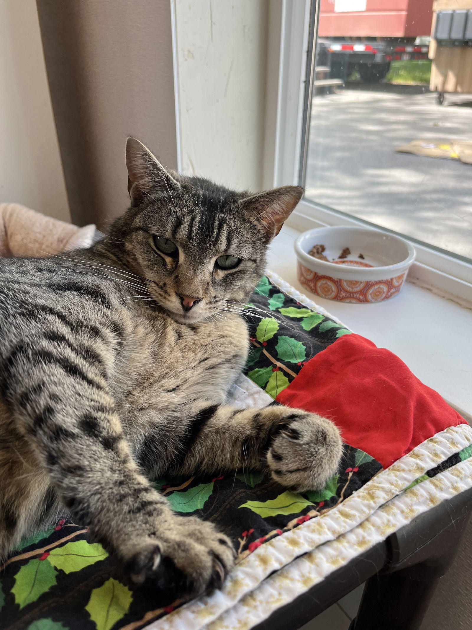 Valentina aka Tina, an adoptable Domestic Short Hair in Emmett, ID, 83617 | Photo Image 3