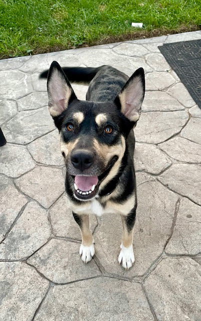 Jenna, an adoptable German Shepherd Dog in Duluth, MN, 55807 | Photo Image 1