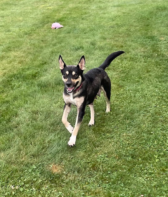 Jenna, an adoptable German Shepherd Dog in Duluth, MN, 55807 | Photo Image 2