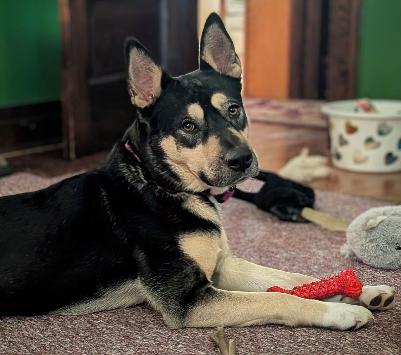 Jenna, an adoptable Shepherd in Duluth, MN, 55807 | Photo Image 2