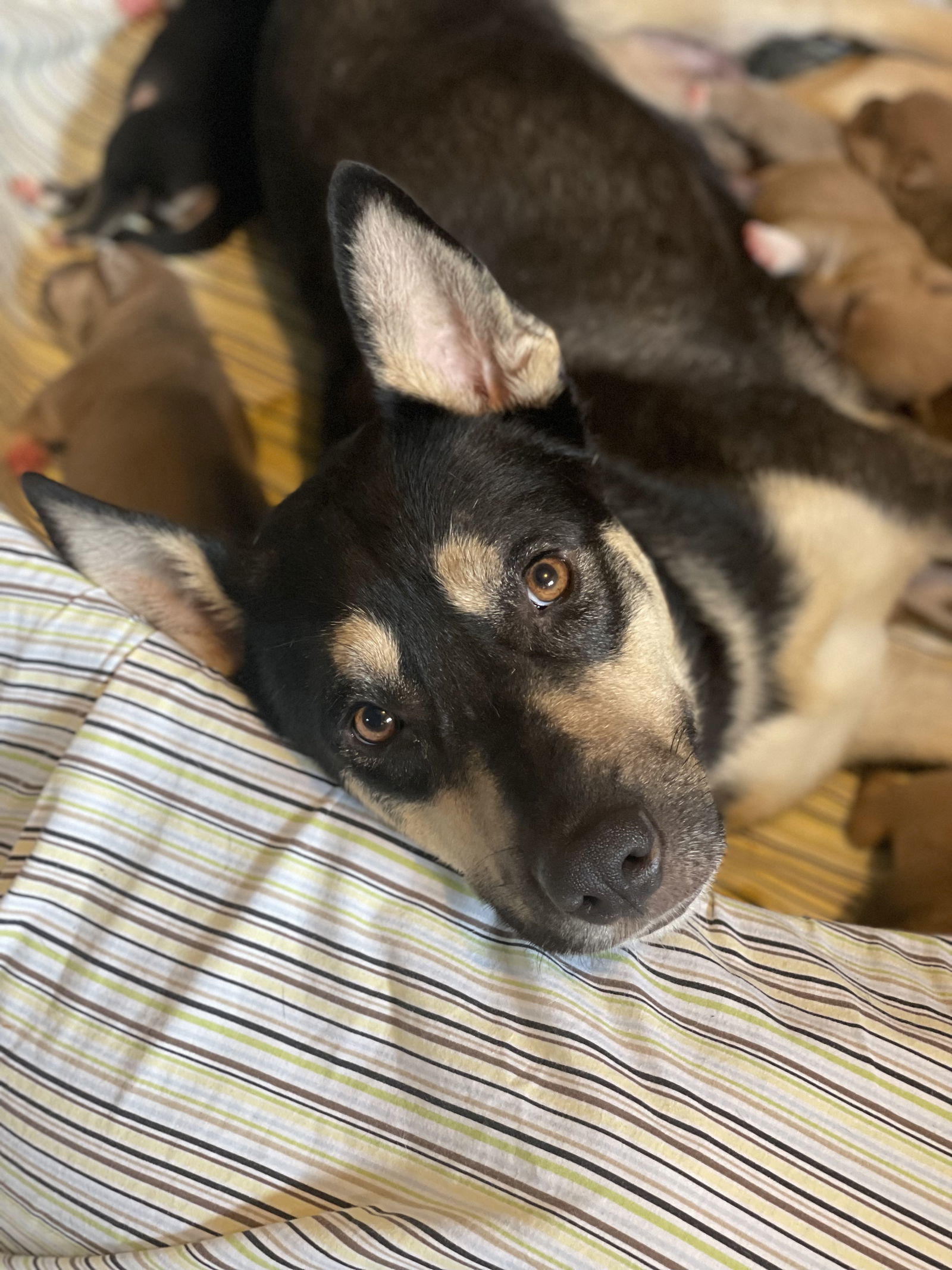 Jenna, an adoptable German Shepherd Dog in Duluth, MN, 55807 | Photo Image 3