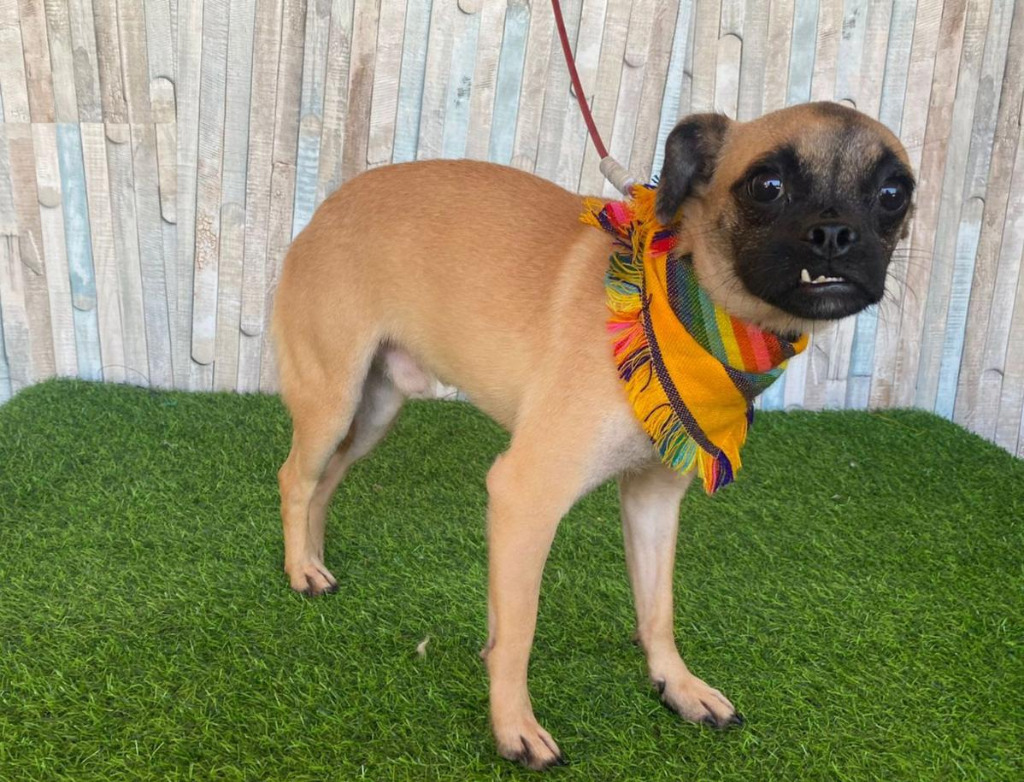 Bruce, an adoptable Pug, Chihuahua in Calgary, AB, T3S 0C5 | Photo Image 1