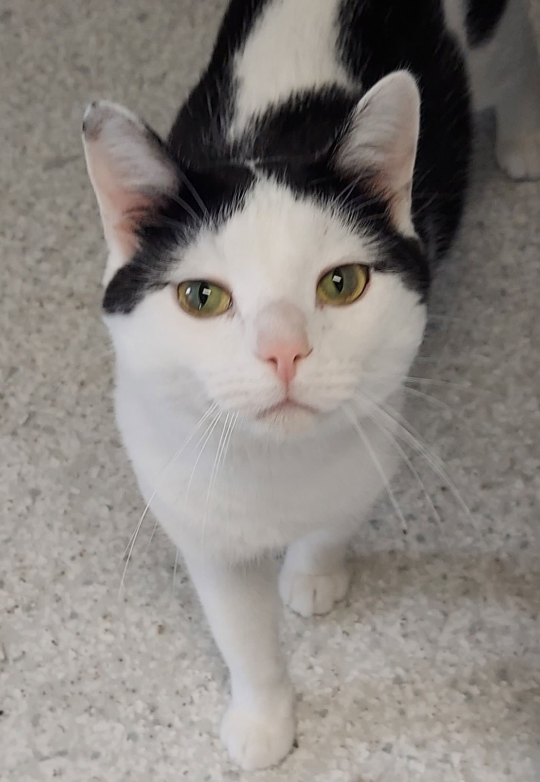 Baxter, an adoptable Domestic Short Hair in Montello, WI, 53949 | Photo Image 1