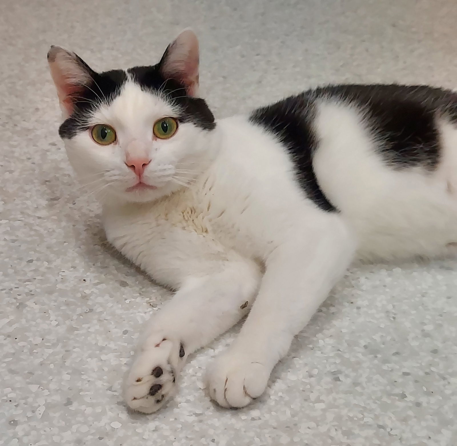 Baxter, an adoptable Domestic Short Hair in Montello, WI, 53949 | Photo Image 2