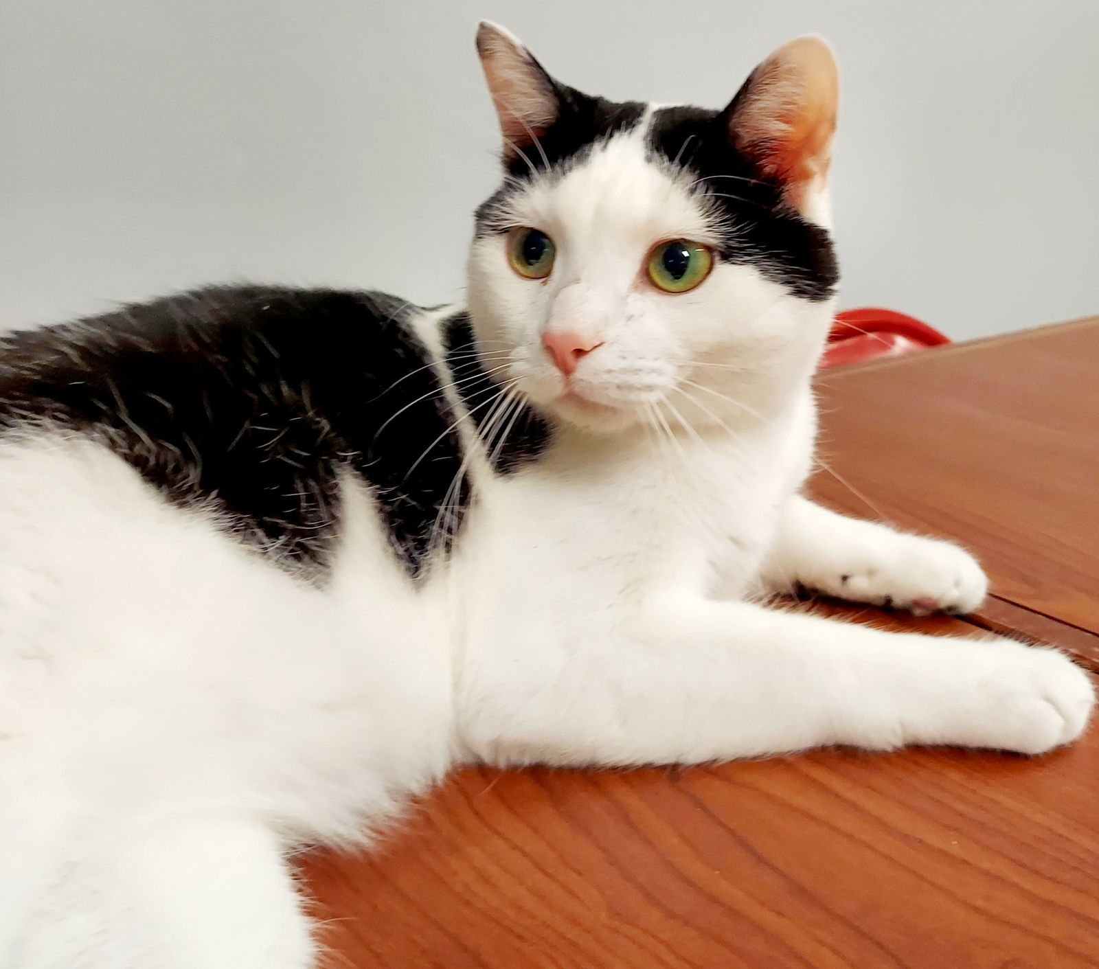 Baxter, an adoptable Domestic Short Hair in Montello, WI, 53949 | Photo Image 3