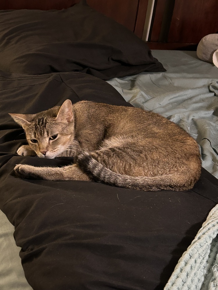 Zelda, an adoptable Tabby, Abyssinian in Greensboro, NC, 27455 | Photo Image 1
