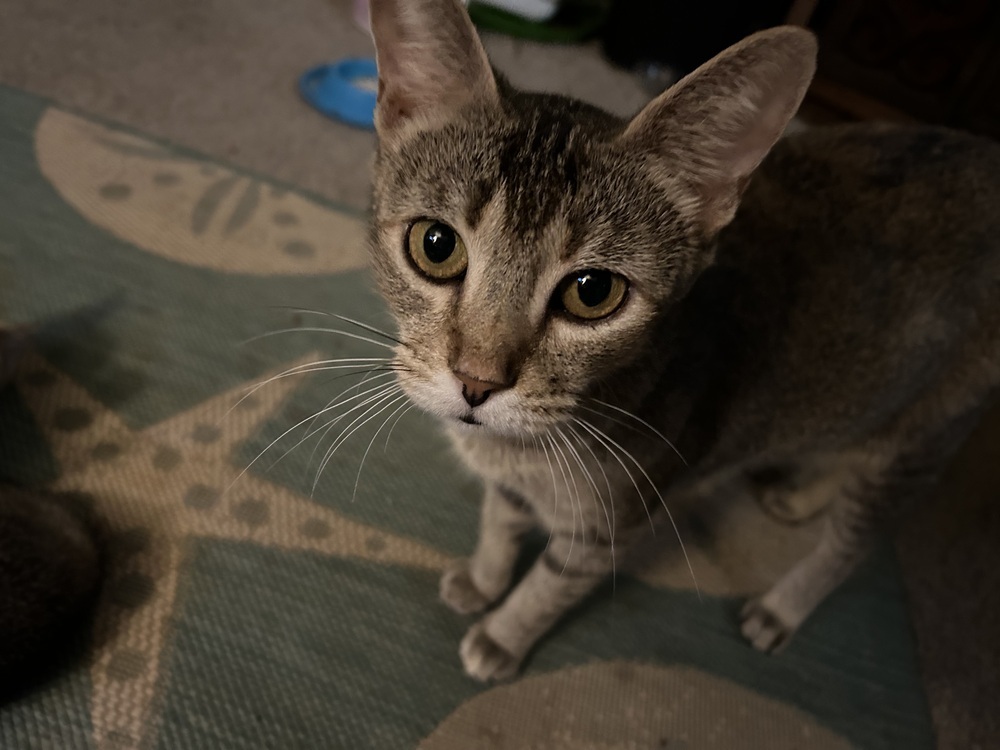Zelda, an adoptable Tabby, Abyssinian in Greensboro, NC, 27455 | Photo Image 2