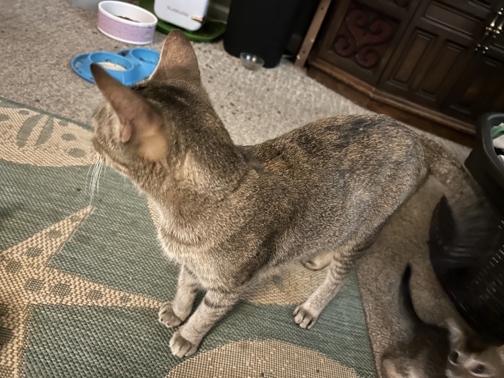 Zelda, an adoptable Tabby, Abyssinian in Greensboro, NC, 27455 | Photo Image 3