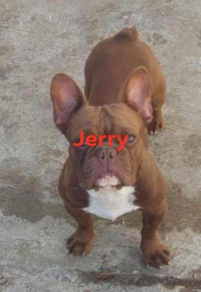 Jerry 1