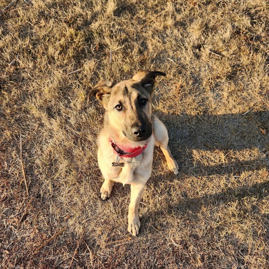 Ruby, an adoptable Mixed Breed in Bismarck, ND, 58507 | Photo Image 1