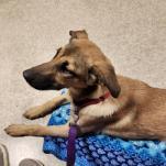 Ruby, an adoptable Mixed Breed in Bismarck, ND, 58507 | Photo Image 2