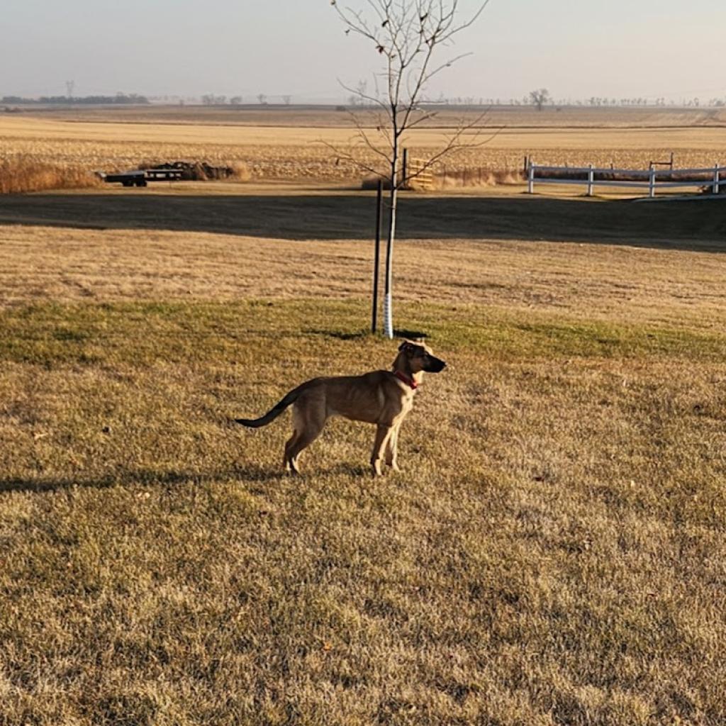 Ruby, an adoptable Mixed Breed in Bismarck, ND, 58507 | Photo Image 4