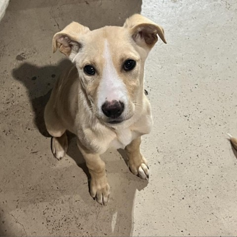 Clover, an adoptable Mixed Breed in Bismarck, ND, 58507 | Photo Image 1