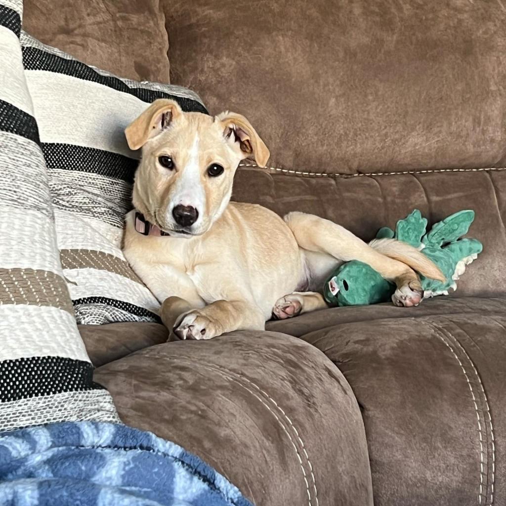 Clover, an adoptable Mixed Breed in Bismarck, ND, 58507 | Photo Image 3