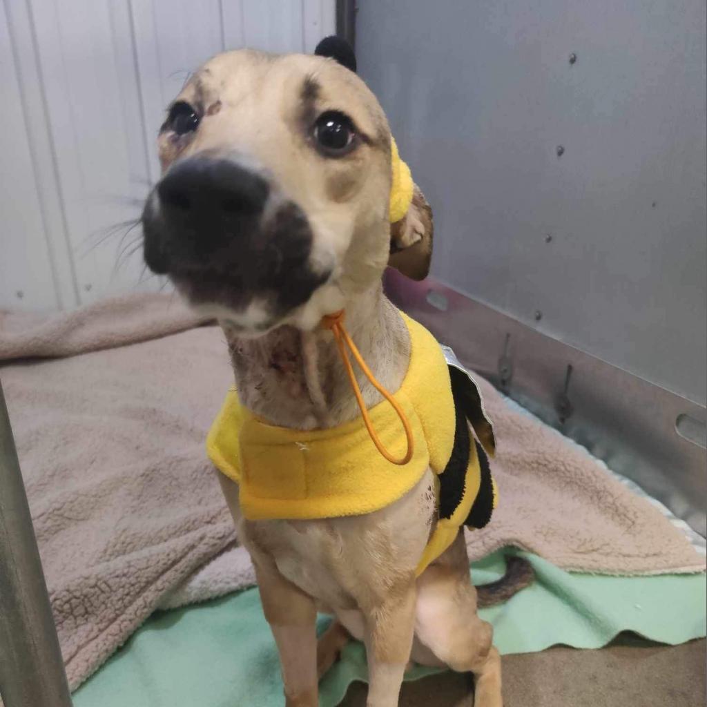 Smokey, an adoptable Mixed Breed in Bismarck, ND, 58507 | Photo Image 1