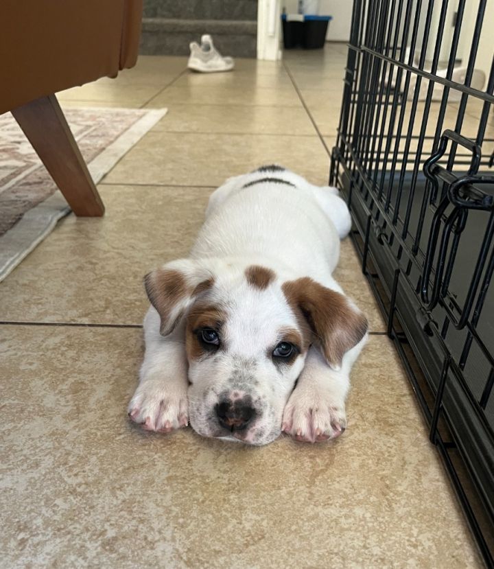 Shar pei fashion cross cattle dog