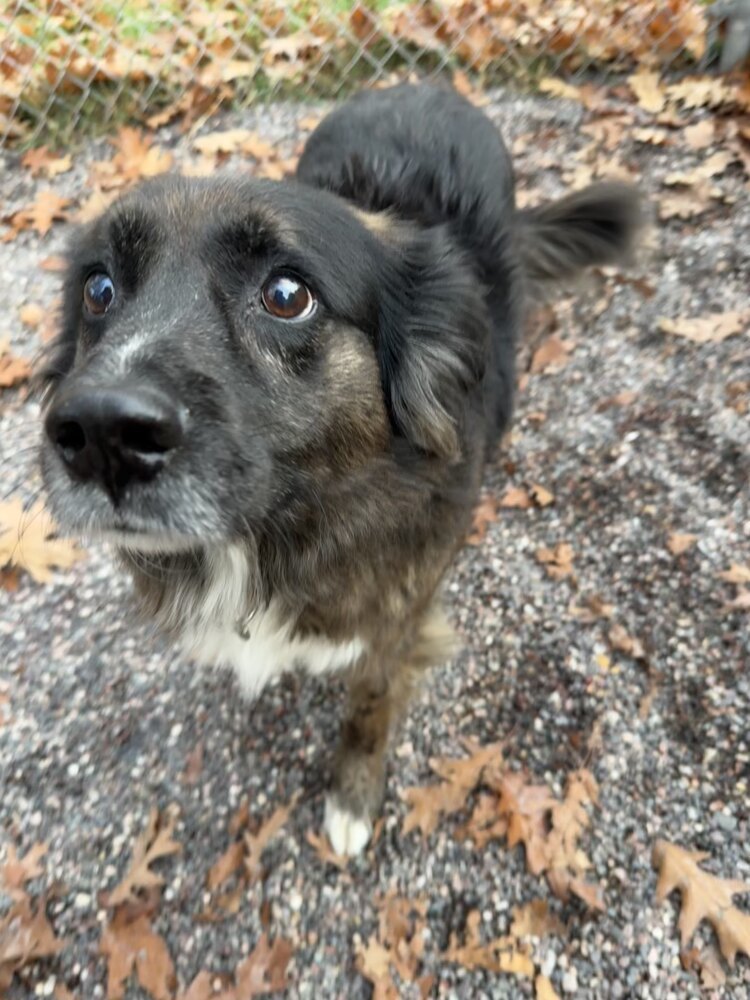 Myra, an adoptable Mixed Breed in Houghton, MI, 49931 | Photo Image 1