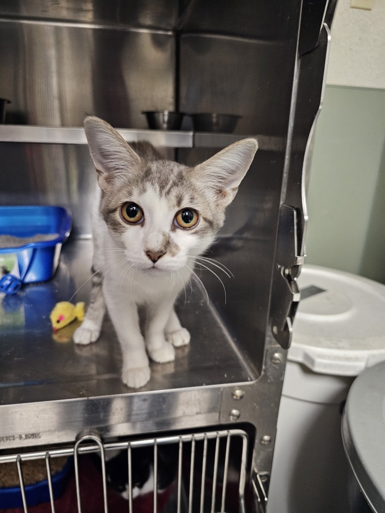 Clock, an adoptable Domestic Short Hair in Houghton, MI, 49931 | Photo Image 1