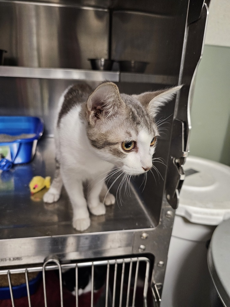 Clock, an adoptable Domestic Short Hair in Houghton, MI, 49931 | Photo Image 2