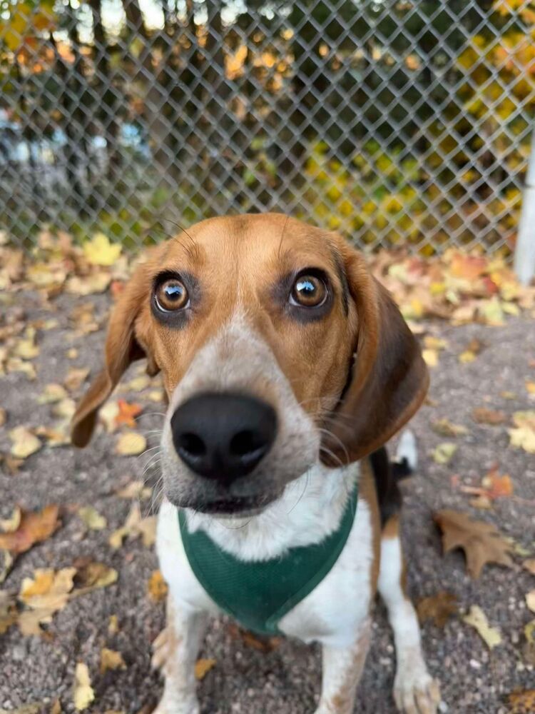 Corky, an adoptable Beagle in Houghton, MI, 49931 | Photo Image 1