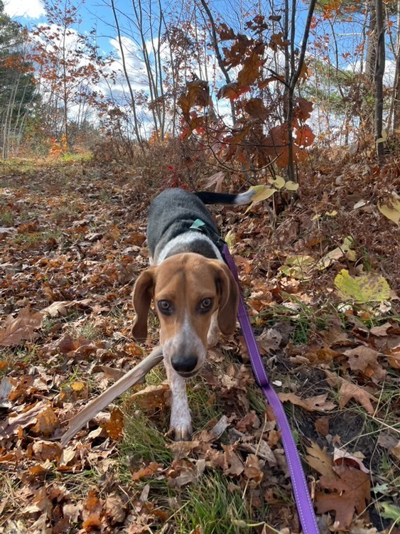 Corky, an adoptable Beagle in Houghton, MI, 49931 | Photo Image 2