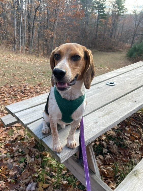 Corky, an adoptable Beagle in Houghton, MI, 49931 | Photo Image 3