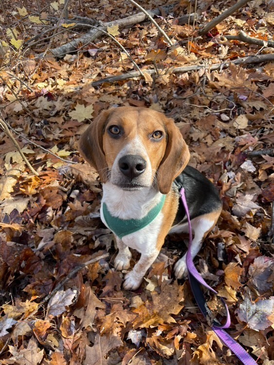 Corky, an adoptable Beagle in Houghton, MI, 49931 | Photo Image 4