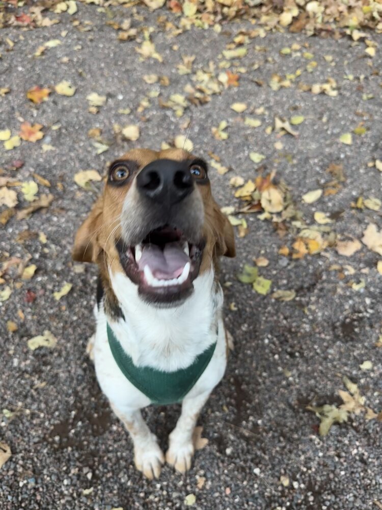 Corky, an adoptable Beagle in Houghton, MI, 49931 | Photo Image 5