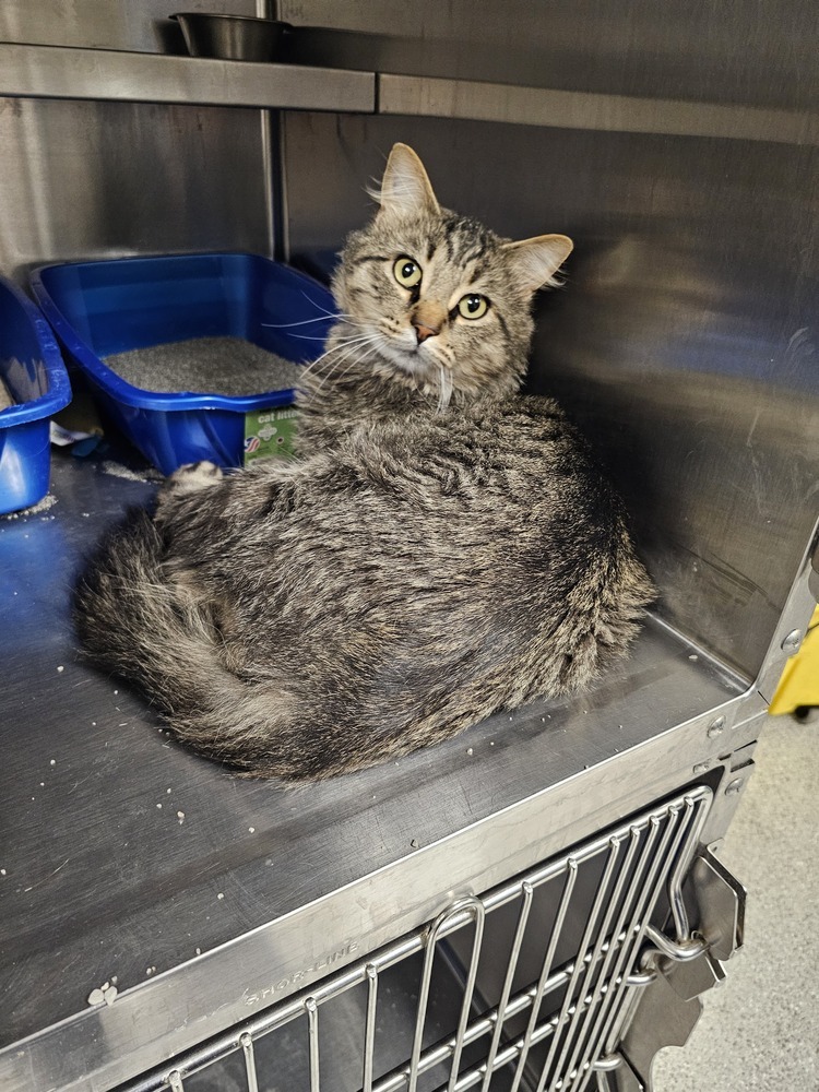 Rock, an adoptable Domestic Short Hair in Houghton, MI, 49931 | Photo Image 1