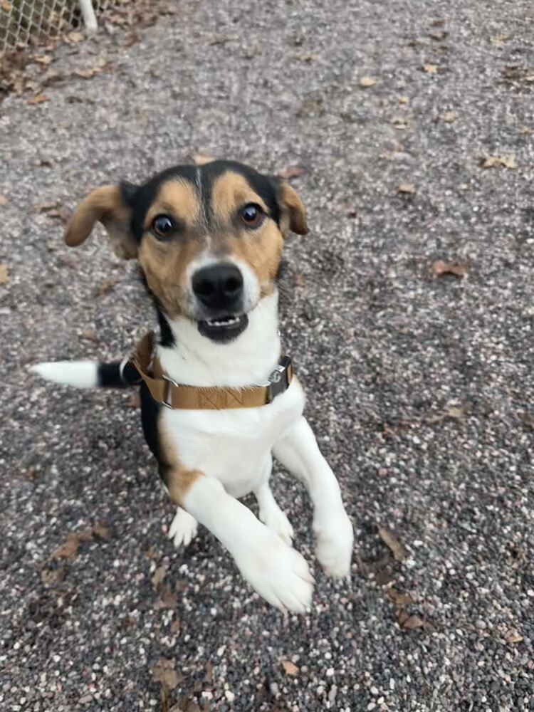 Tick, an adoptable Beagle, Chihuahua in Houghton, MI, 49931 | Photo Image 1