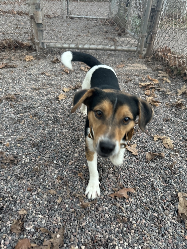 Tick, an adoptable Beagle, Chihuahua in Houghton, MI, 49931 | Photo Image 2