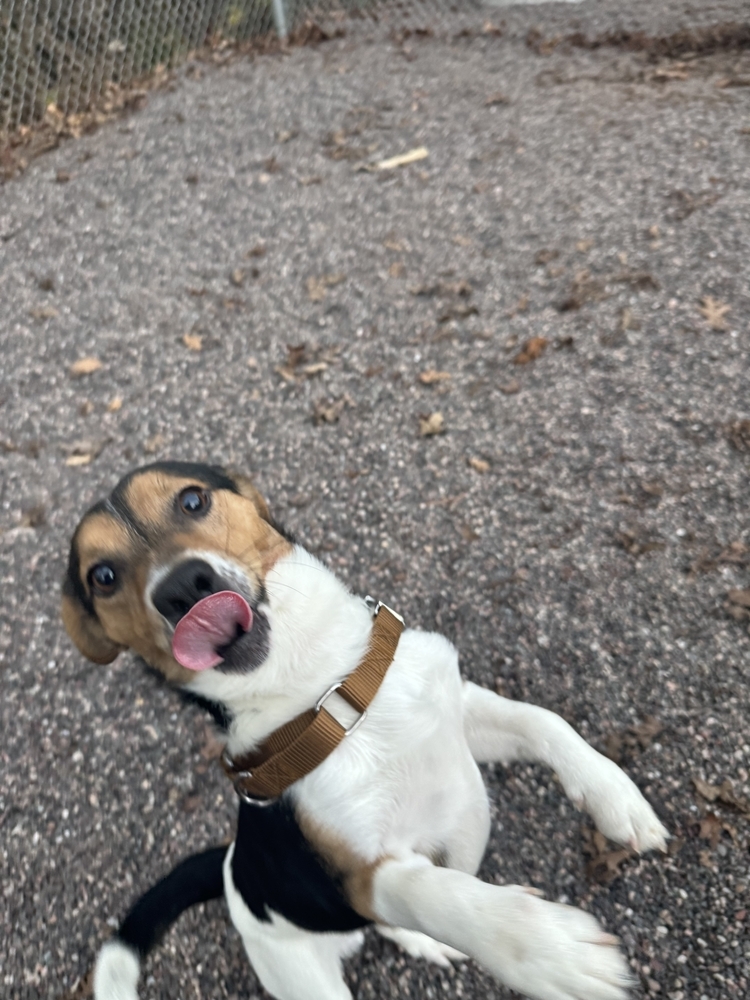 Tick, an adoptable Beagle, Chihuahua in Houghton, MI, 49931 | Photo Image 3