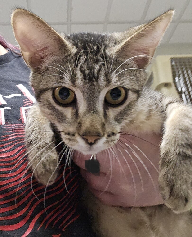 Bunkbed, an adoptable Domestic Short Hair in Houghton, MI, 49931 | Photo Image 1