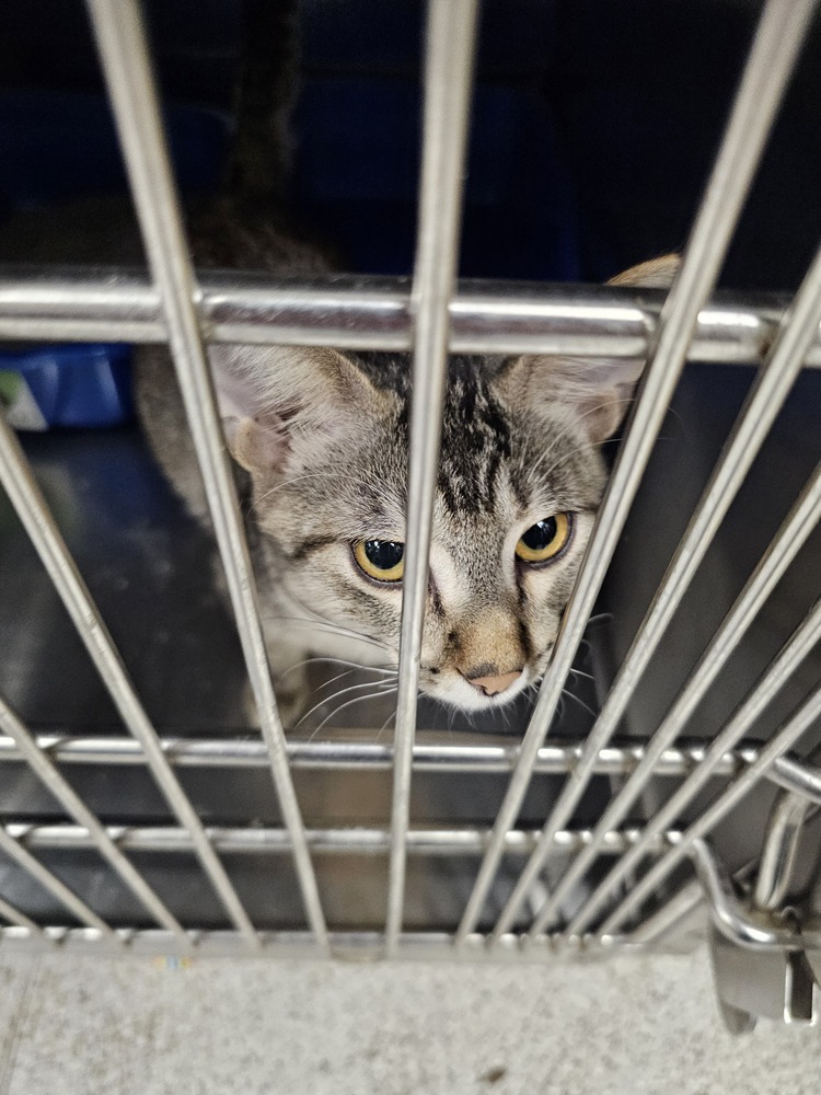 Bunkbed, an adoptable Domestic Short Hair in Houghton, MI, 49931 | Photo Image 2