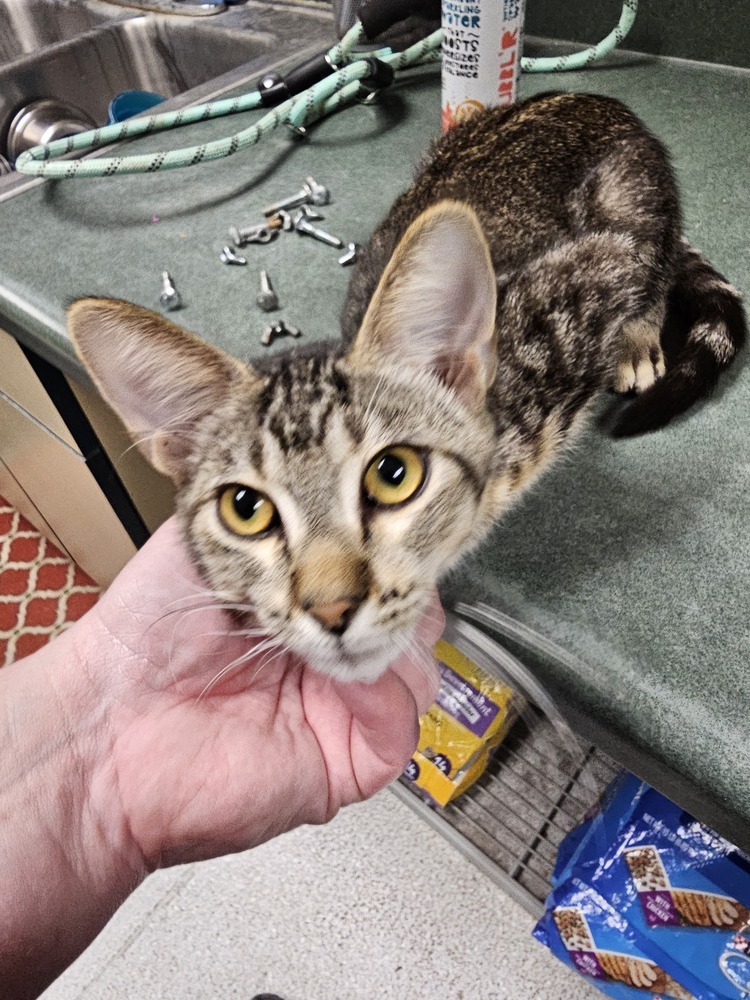 Bunkbed, an adoptable Domestic Short Hair in Houghton, MI, 49931 | Photo Image 3