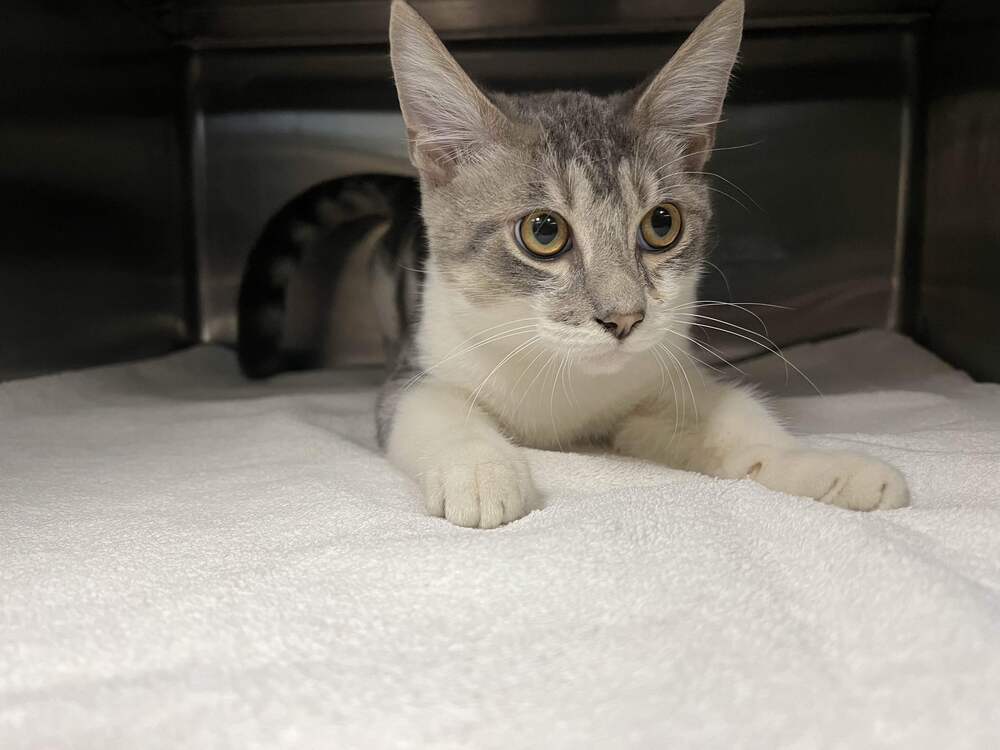 Hamburger, an adoptable Domestic Short Hair in Houghton, MI, 49931 | Photo Image 1