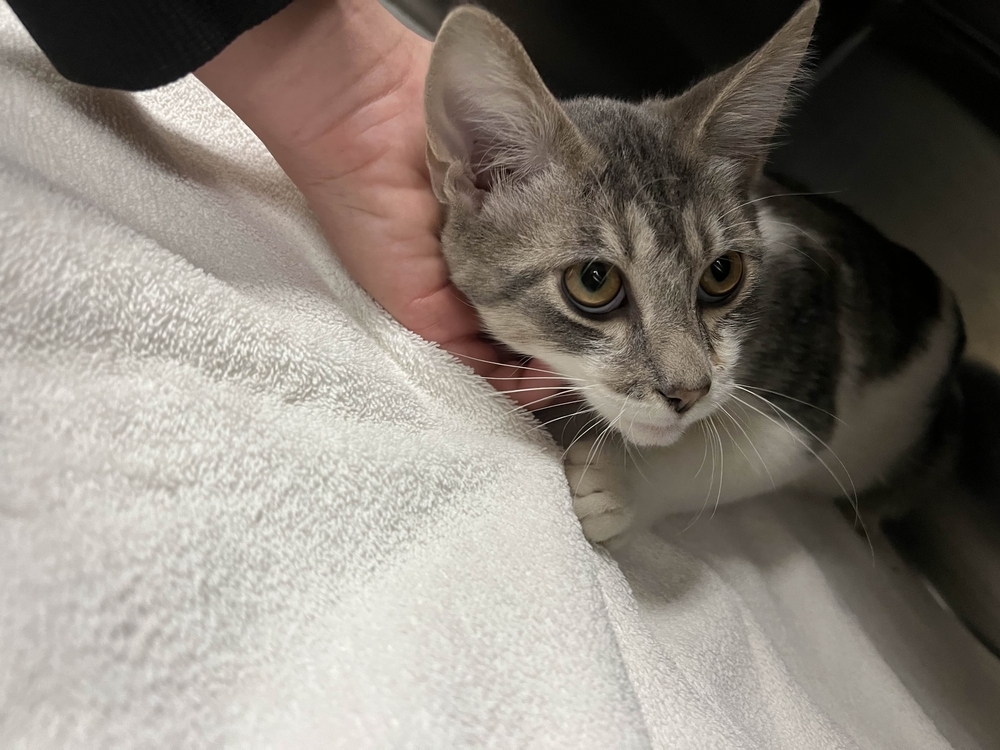 Hamburger, an adoptable Domestic Short Hair in Houghton, MI, 49931 | Photo Image 2